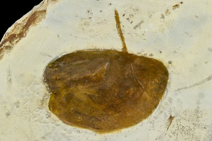 Fossil Leaf (Zizyphoides) - Montana #113228
